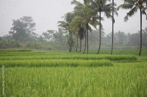 Paddy farm Rice agriculture growth plant rural countryside in Indonesia