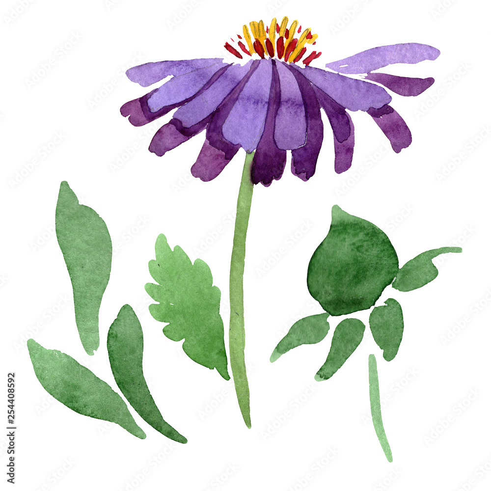 Blue violet asters floral botanical flowers. Watercolor background set. Isolated aster illustration element.