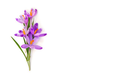 Bouquet of beautiful spring snowdrops flowers violet crocuses ( Crocus heuffelianus ) on a white background with space for text. Top view, flat lay