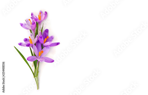 Bouquet of beautiful spring snowdrops flowers violet crocuses ( Crocus heuffelianus ) on a white background with space for text. Top view, flat lay © Anastasiia Malinich