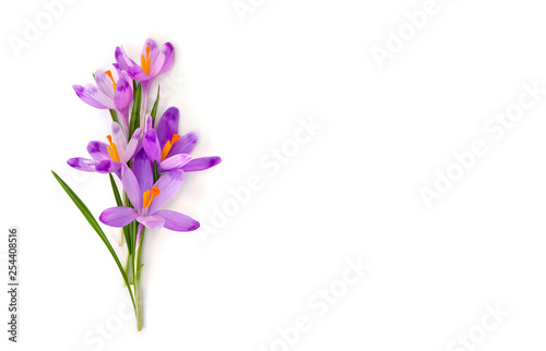 Bouquet of beautiful spring snowdrops flowers violet crocuses ( Crocus heuffelianus ) on a white background with space for text. Top view, flat lay