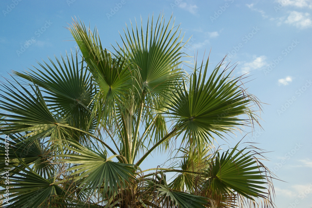 Palm Against the Sky