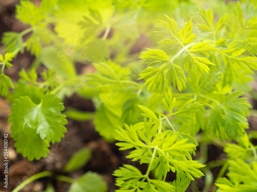 Young fresh growing green leaf sprout of carrot