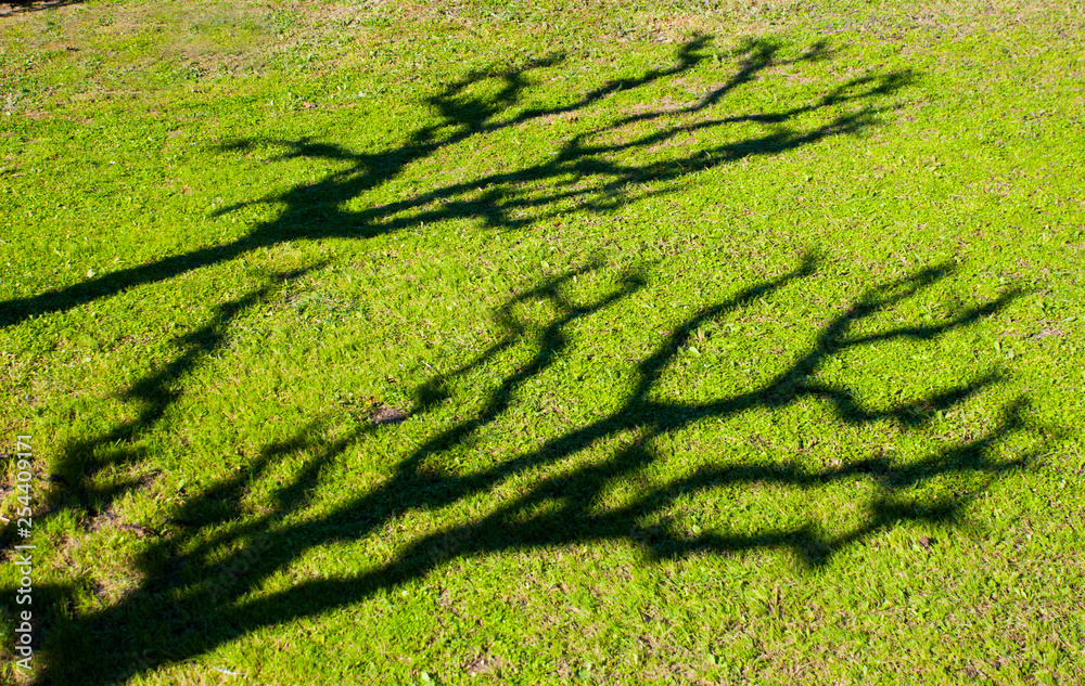 Interesting shadow of trees on green grass, spring sunlight.