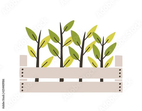 Green seedlings planted in wooden box