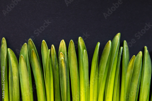 Minimal Nature Concept Of Grass Composition. Flat Lay With Green Herbs Texture. Top View Of Hyacinth Flower Leaves With Copy Space.