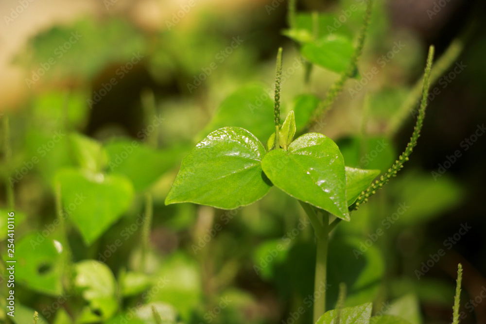 Peperomia pellucida thai vegetables and herbs, medicinal properties, nature green background Peperomia pellucida thai vegetables and herbs, medicinal properties, nature green background