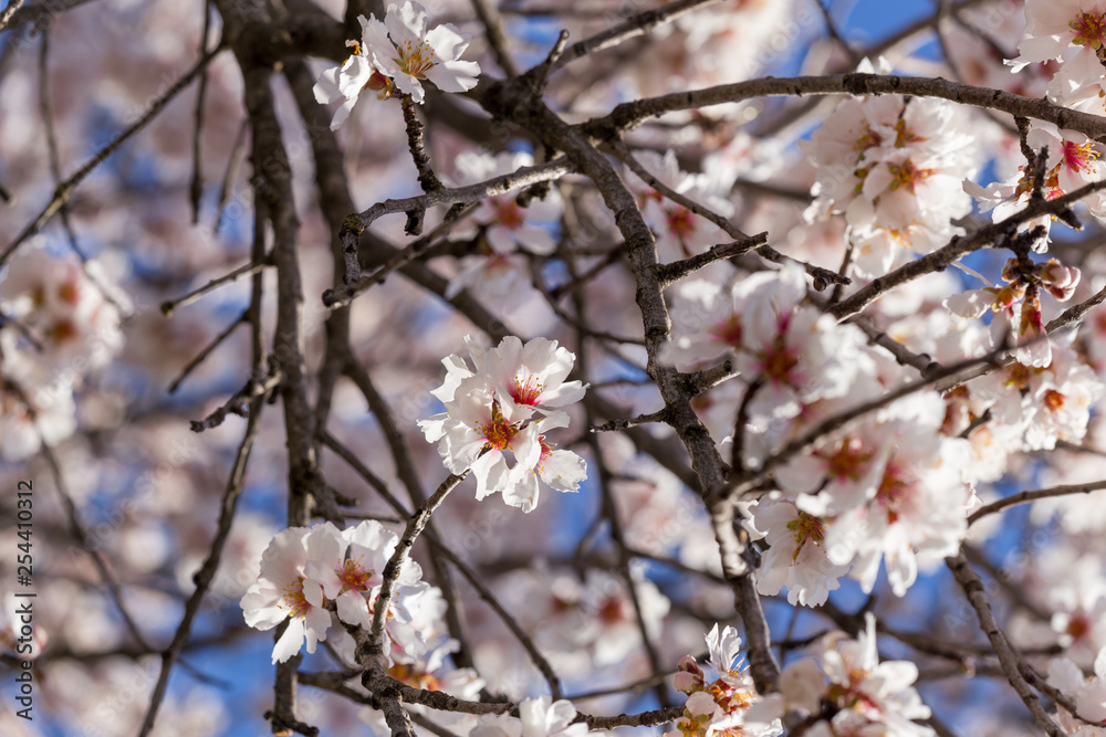 almond flowers blue sky spring season buds bees almond flowers blue sky spring season buds bees