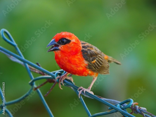 Red Fody bird perching on barbed wire fencing © Tarikh Jumeer