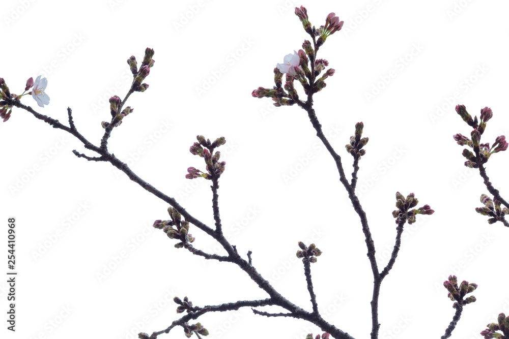 Sakura branch with unopened buds, isolated on white background Sakura branch with unopened buds, isolated on white background