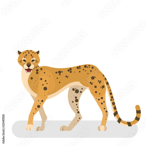 African wild cheetah. Leopard in a wildlife.