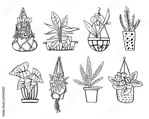 Different houseplants in hanging flowerpots and pots. Vector hand drawn outline black and white sketch illustration