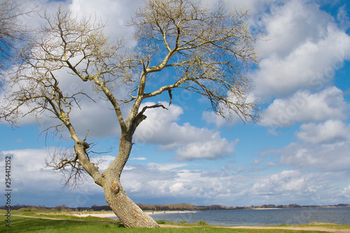 Allein stehender Baum an der Ostseeküste © hachmeister