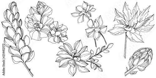 Vector Jungle botanical succulent flower. Black and white engraved ink art. Isolated succulents illustration element.