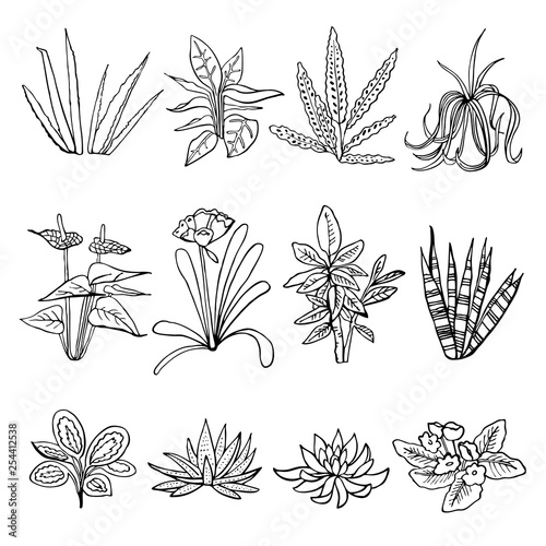 Houseplants set. Vector hand drawn outline sketch illustration isolated on white background