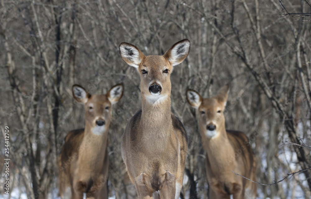 herd of deer in forest during winter herd of deer in forest during winter