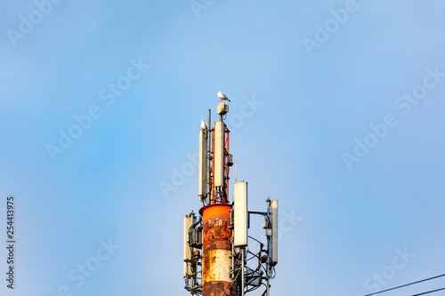 Birds flying around cellular antenna tower