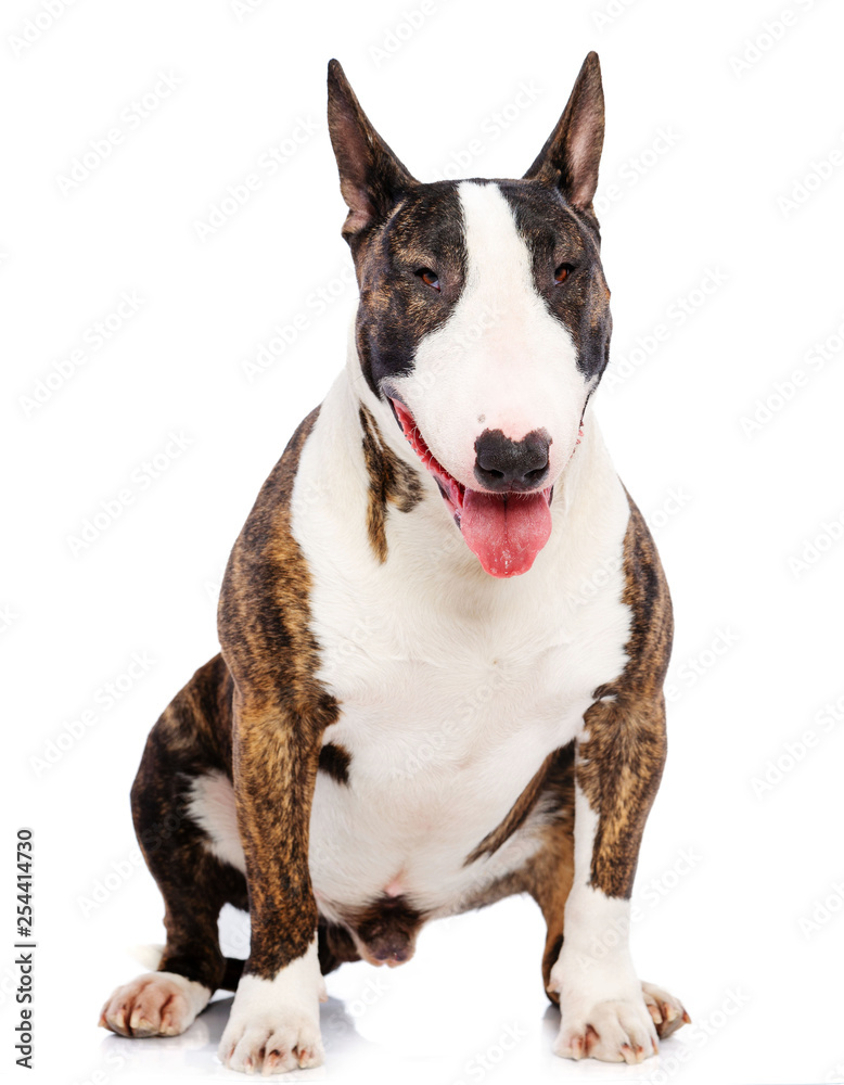 Bullterrier Dog  Isolated  on white Background in studio