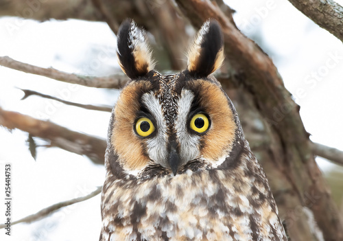 Long-eared owl (Asio otus) closeup perched on a branch under a cedar tree in winter in Canada