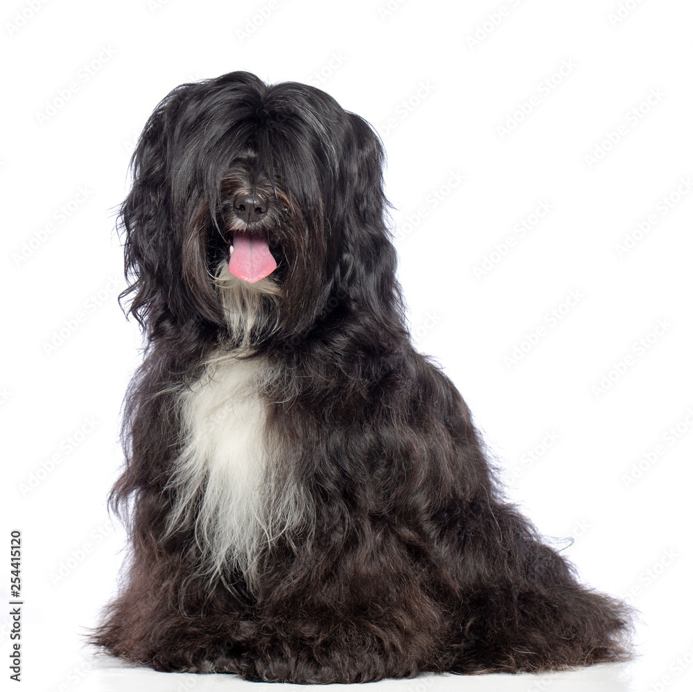 Tibetan Terrier Dog Isolated on White Background in studio Tibetan Terrier Dog Isolated on White Background in studio