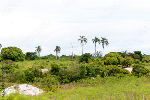 Brazilian atlantic forest landscape in the Espirito Santo state during a road trip, palm trees everywhere