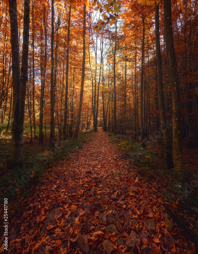 path of autumn