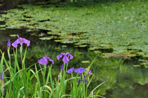 ショウブの咲く池
