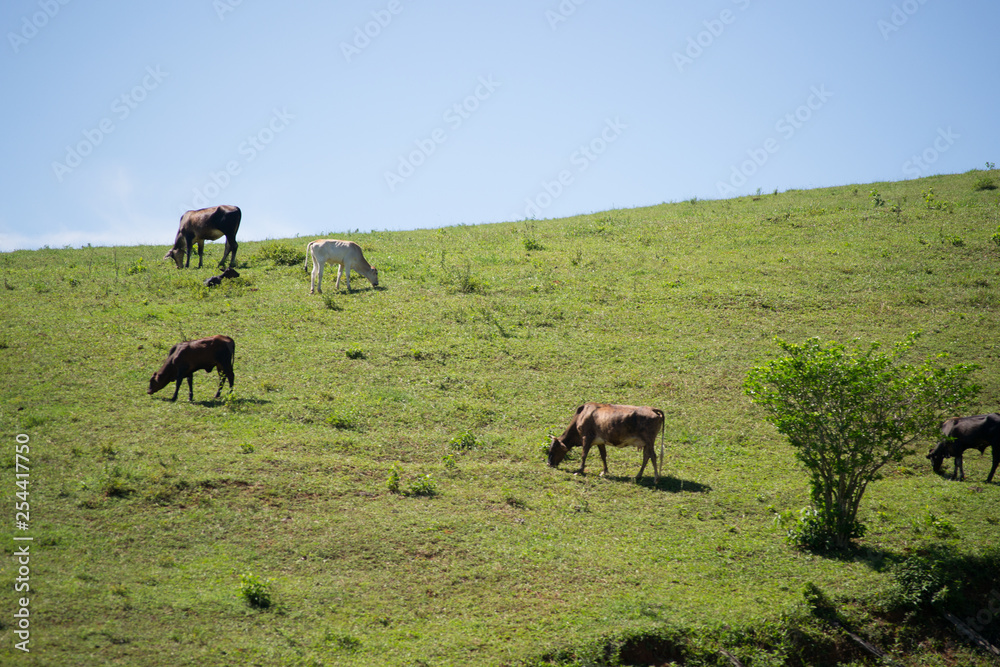 Some big cows pasture peacefully on a hill in the Espirito Santo a state of Brazil