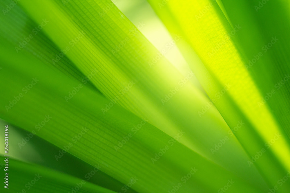 Green nature background. Closeup green leaf for natural and freshness wallpaper concept Green nature background. Closeup green leaf for natural and freshness wallpaper concept