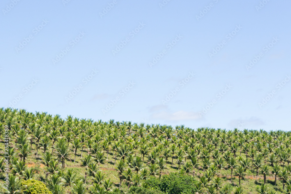 Countryside landscape in Espirito Santo state in Brazil. Farmlands with many beautiful palm trees