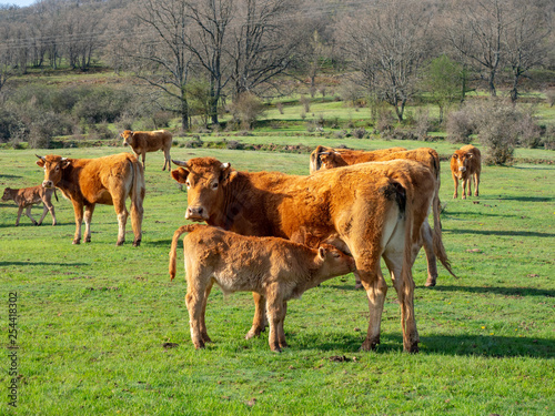 Cow breastfeeding her calf
