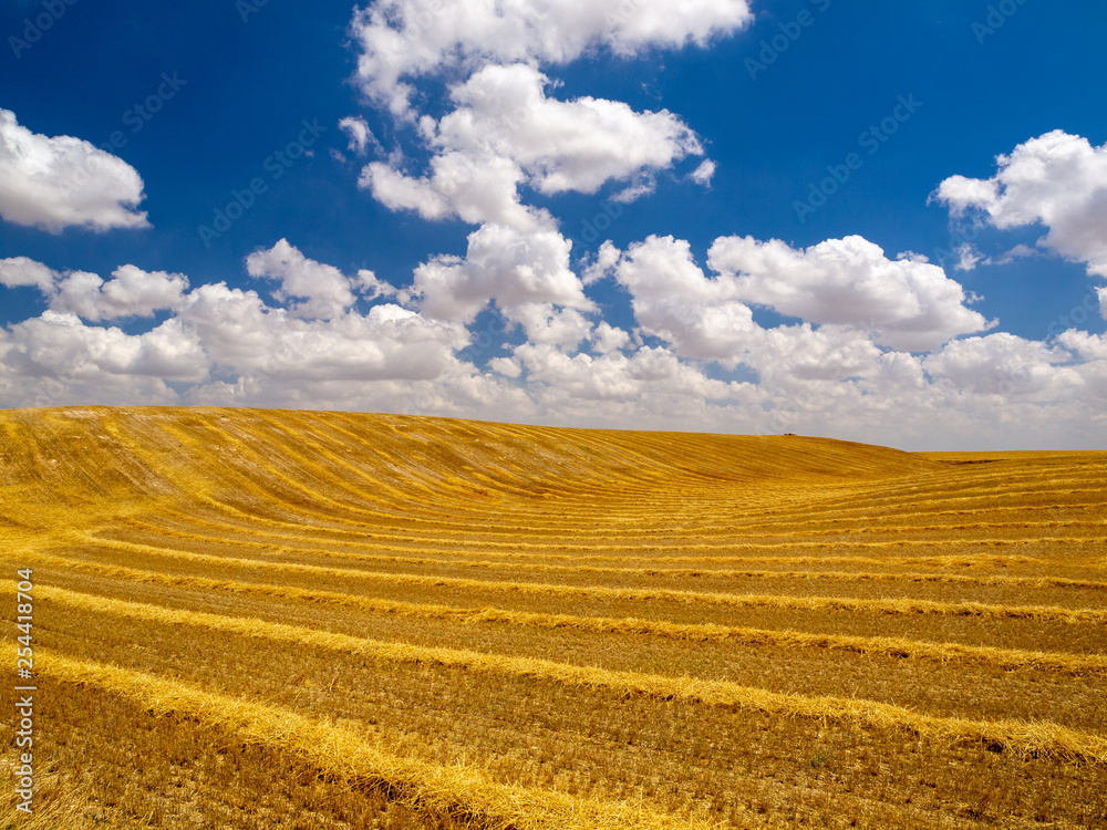 Wheat field harvested in August in a field of Castilla y Leon in Spain