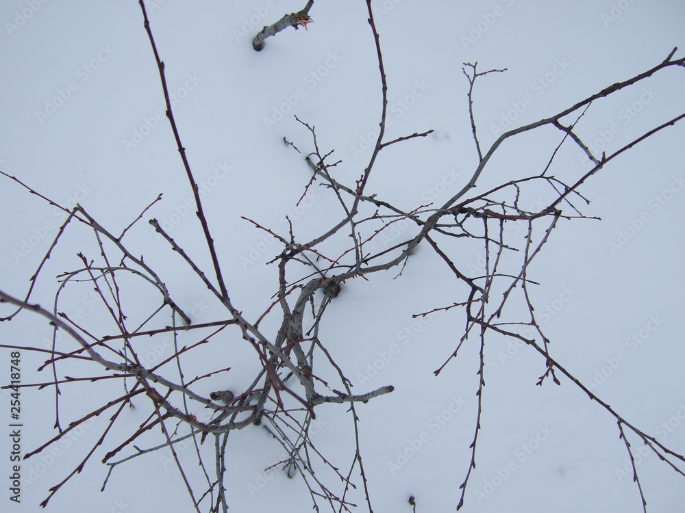 Winter. Twigs of plants under the snow. Winter. Twigs of plants under the snow.