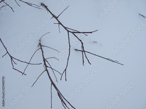 Winter. Twigs of plants under the snow.
