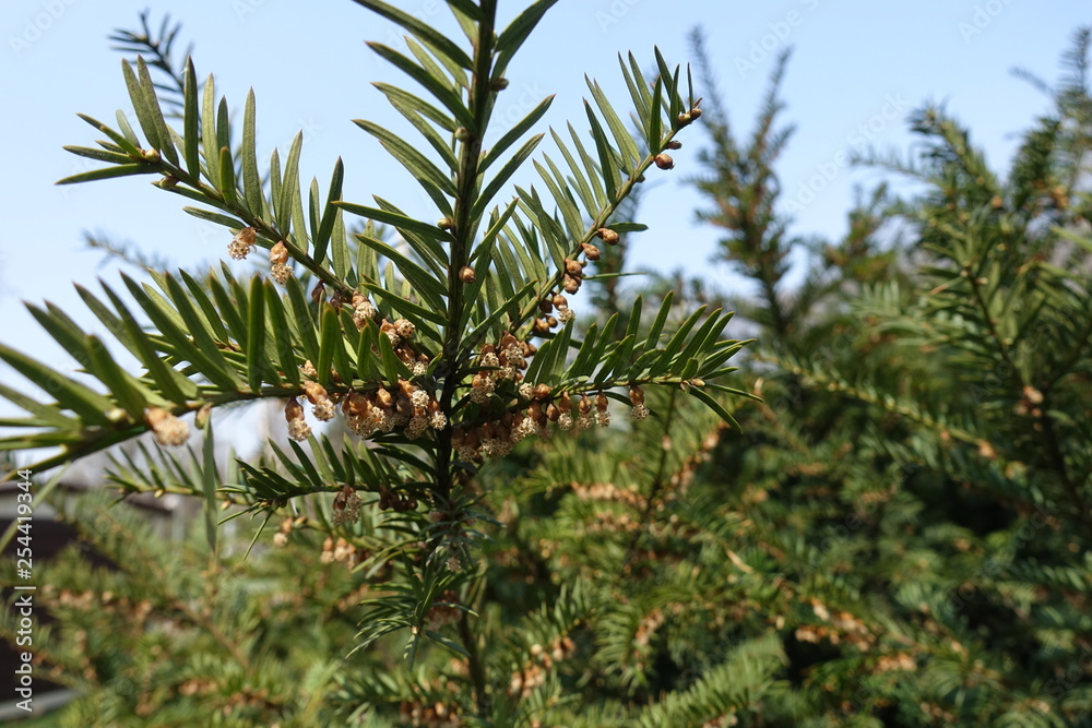 Cones on branch of common yew in spring Cones on branch of common yew in spring