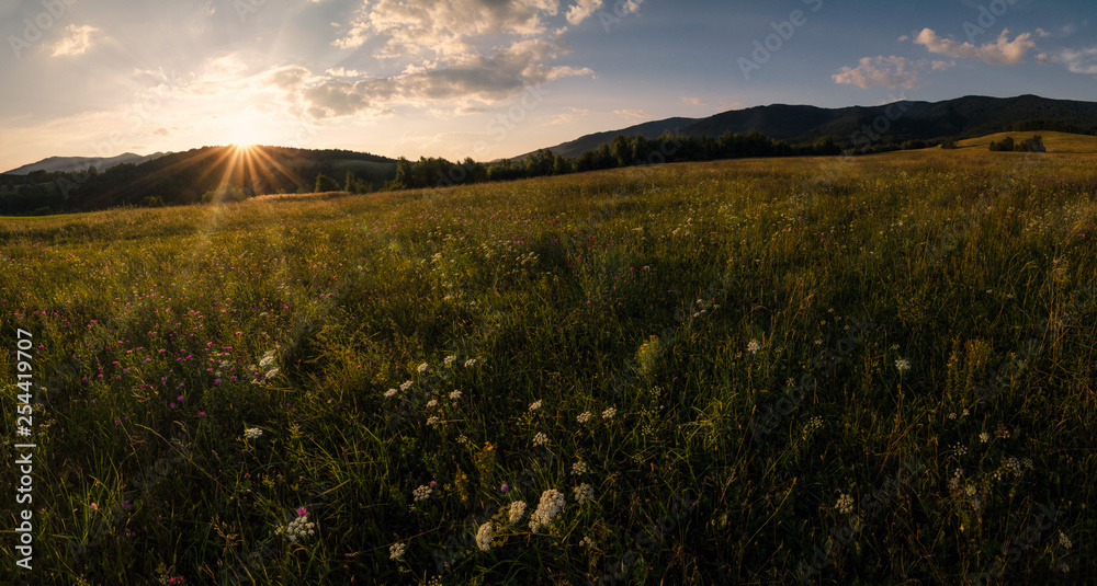 sunny meadows 