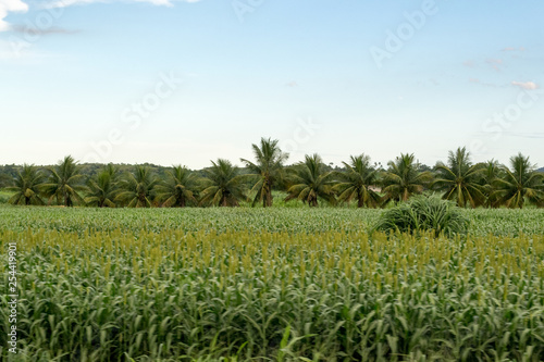 Countryside landscape in Espirito Santo state in Brazil. Farmlands with many beautiful palm trees