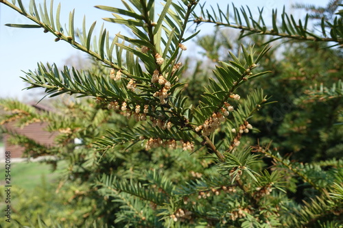 Taxus baccata branch with male cones in spring