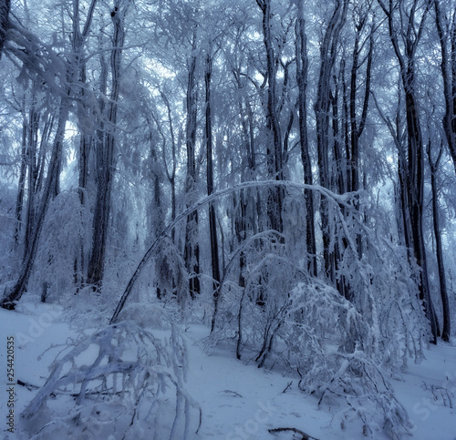 forest in winter