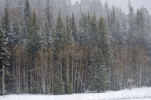 Kaibab National Forest park and Grand Canyon under heavy snowfall