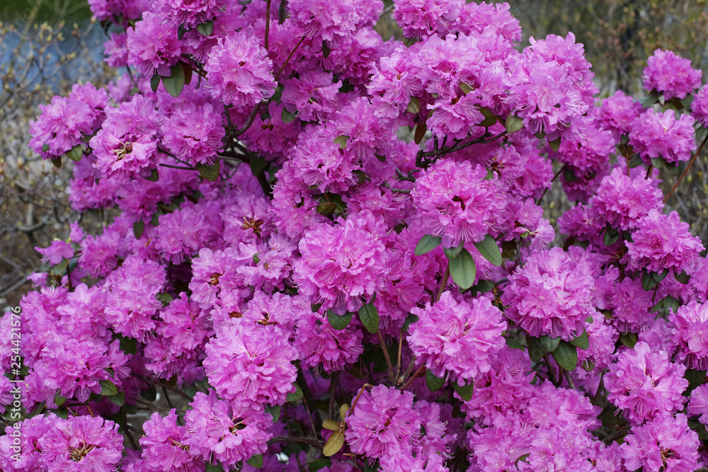 Beautiful colorful blooming pink cherry tree on a sunny day, in Riga, Latvia. Flower/petal /floral  spring background. 