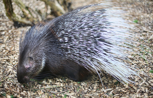 Close up of cape porcupine or South African porcupine. Hystrix africaeaustralis in a zoo. Brown/black fur and black and white spines on the back. Endangered species. 