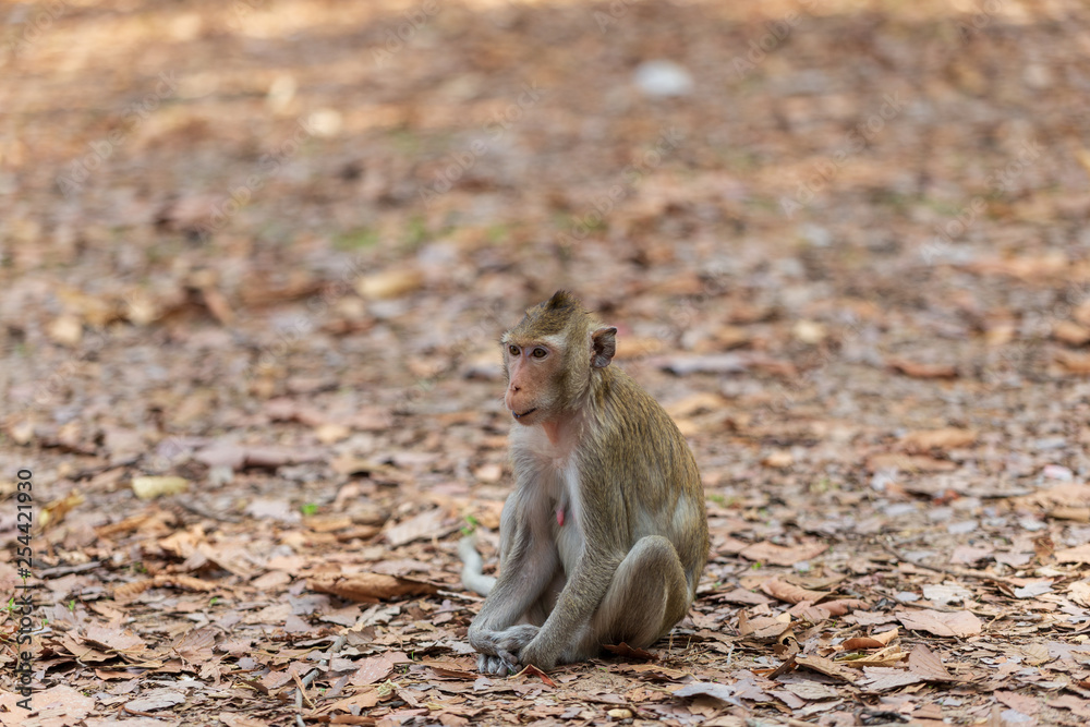 Obraz premium Monkey sitting on the ground