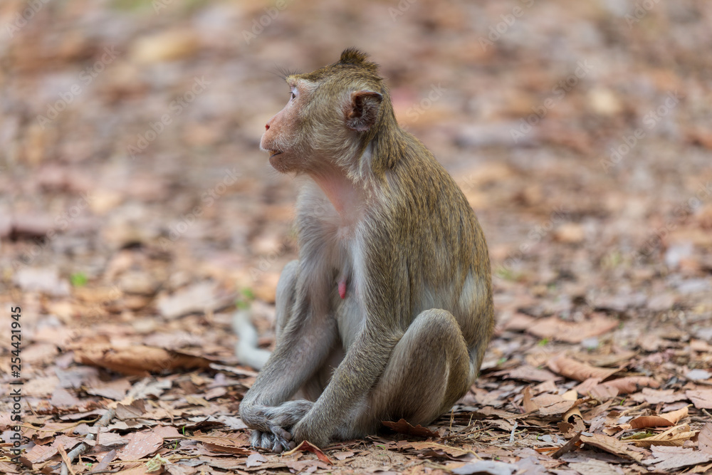 Fototapeta premium Monkey sitting on the ground