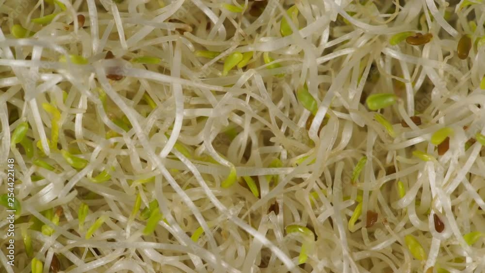 Close up of fresh raw alfalfa lucerne sprouts. Natural food background. Top view. Healthy diet superfood and clean very nutritious eating concept Close up of fresh raw alfalfa lucerne sprouts. Natural food background. Top view. Healthy diet superfood and clean very nutritious eating concept