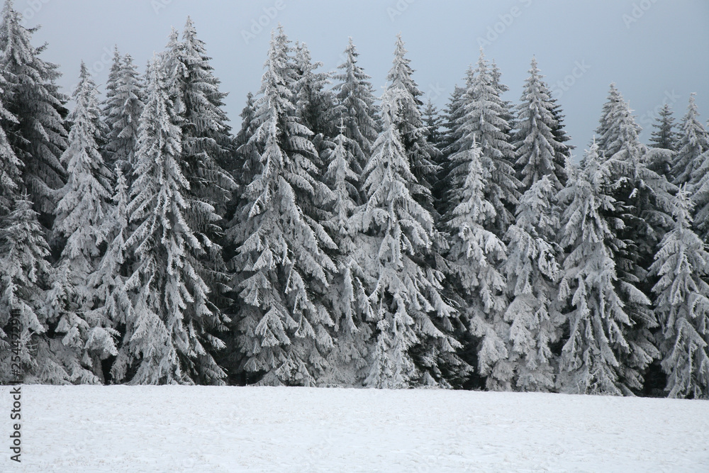 Majestic white spruces covered with snow. Picturesque wintry scene in Table Mountain National Park in Poland, Europe. Cloudy day after snowstorm.