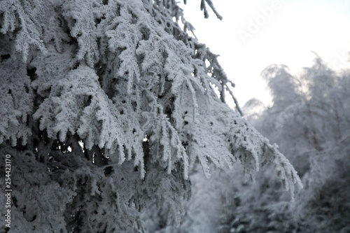 Frosted tree spruce in mountain.  Winter in a forest. Magic tree.