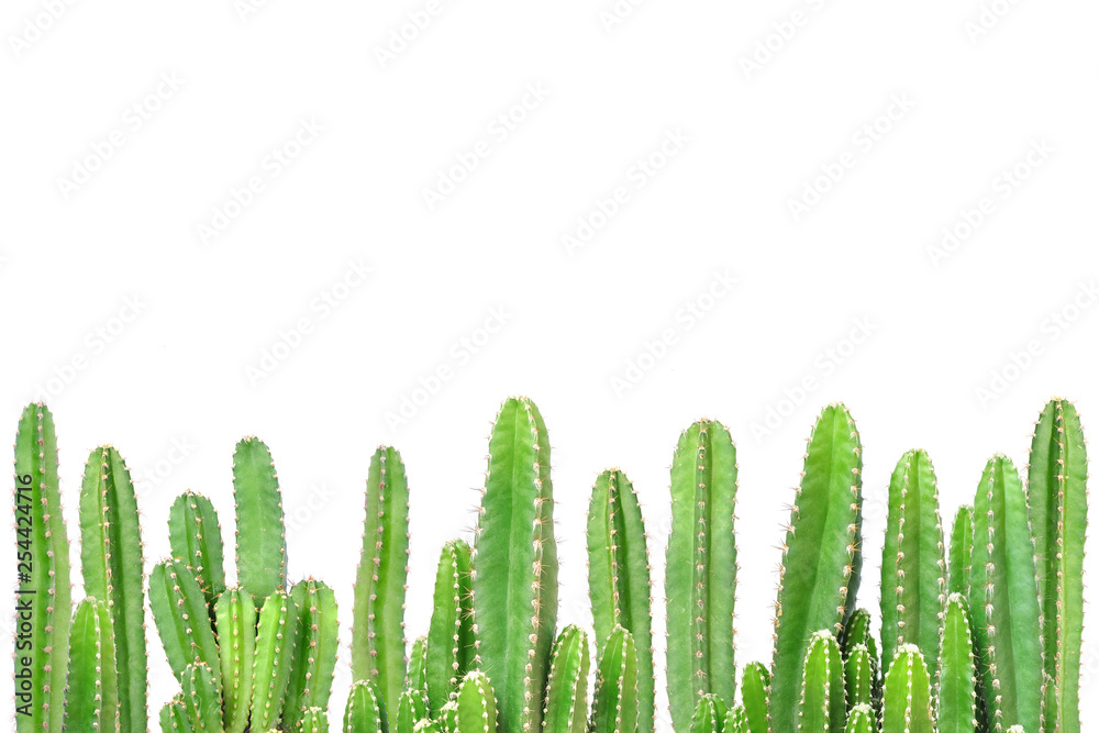 Cactus on isolated background Cactus on isolated background