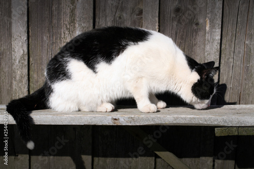 The white-black cat is sintting on the wooden bench in sunny, winter weather.