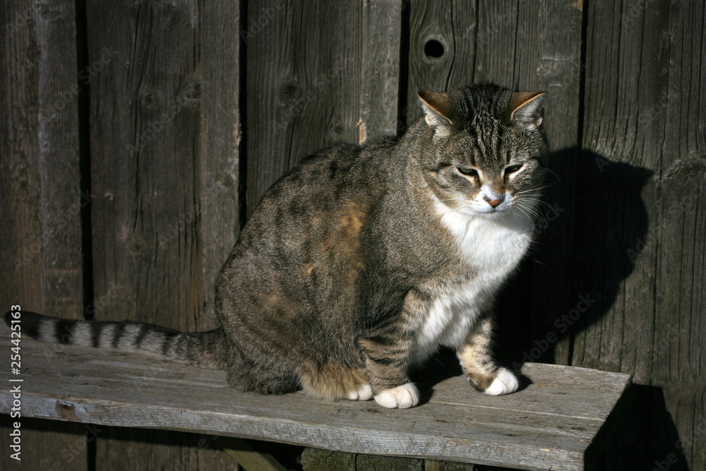 The gray striped cat is sintting on the wooden bench in sunny, winter weather. The gray striped cat is sintting on the wooden bench in sunny, winter weather.